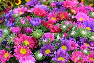 Chrysanthemum flowers are also known as chrysanths ormums. They bloom 