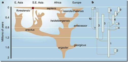 homo-lineage