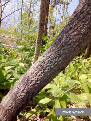 Бархат амурский (Phellodendron amurense)