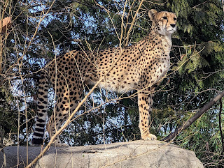 A cheet standing up on a large boulder and staring off to the right.
