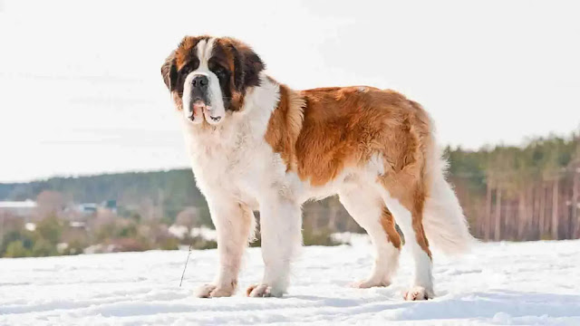 Saint Bernard