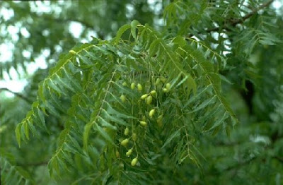  Neem Tree  Image