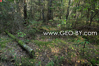 Puszcza Nalibocka. Road from one part of the Jerusalem in the forest to another