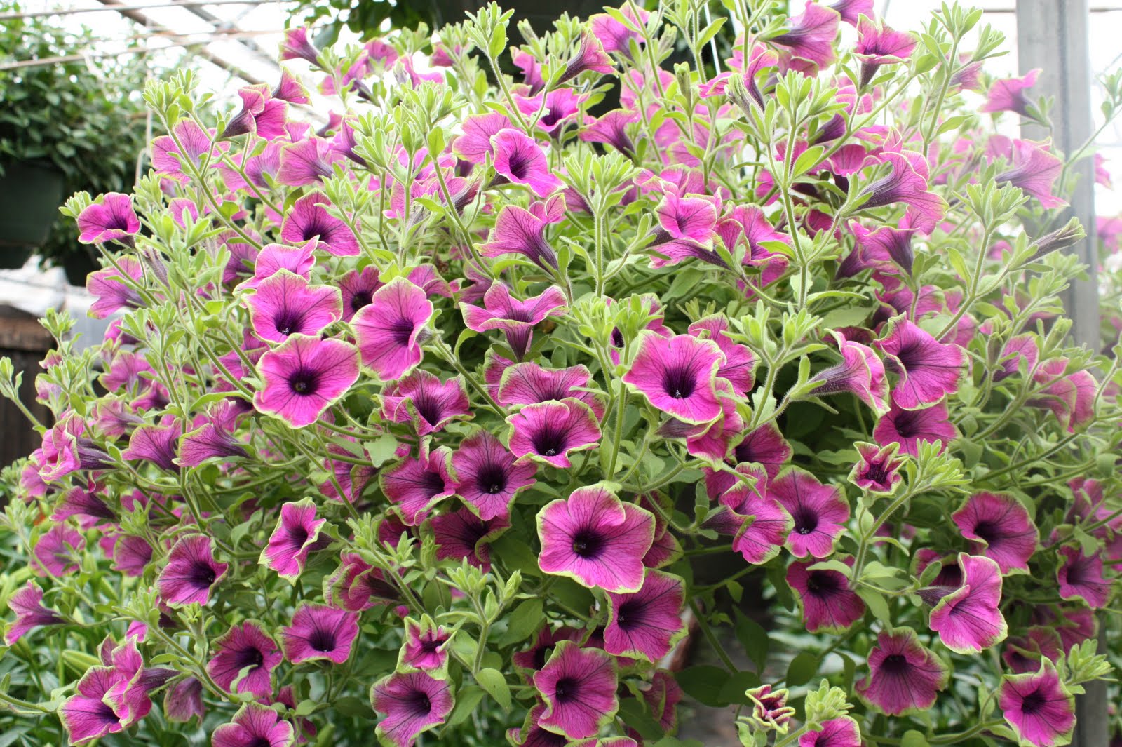 Wholesale Landscape Plants