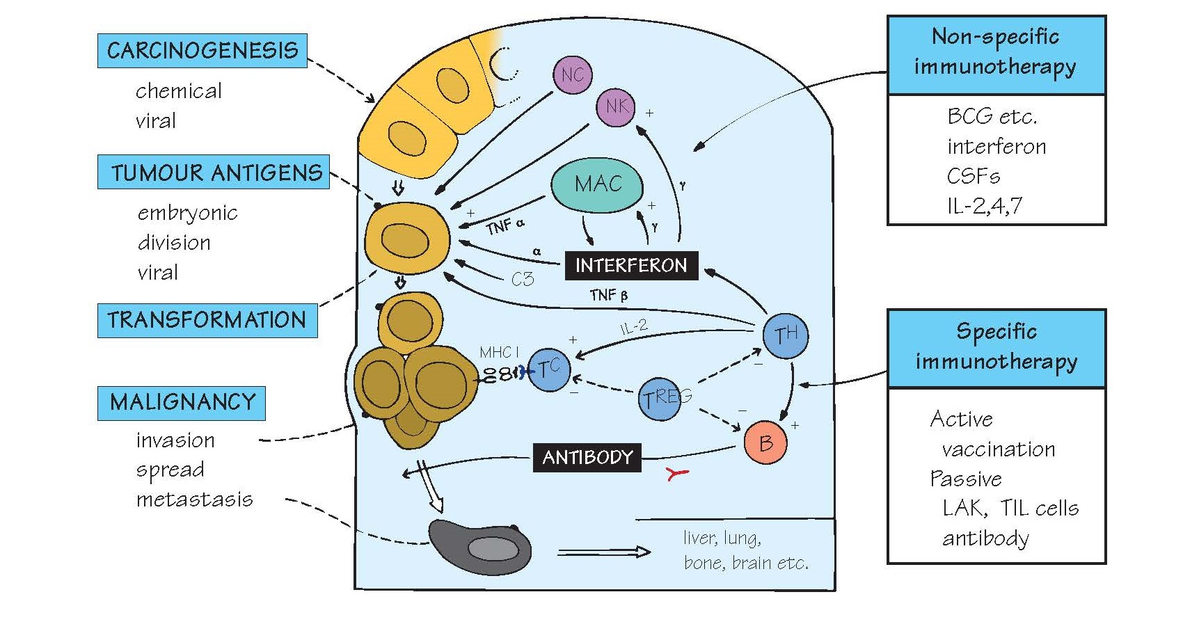 Cancer Immunology