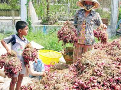 800 người hỏng mắt vì dùng chất độc bảo quản "hành"