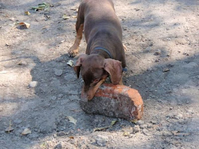 Strong Dachshund Seen On www.coolpicturegallery.us