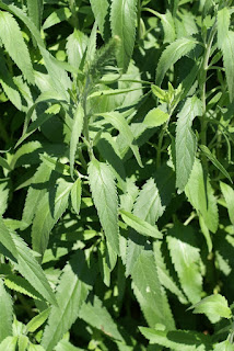 Véronique à longues feuilles - Veronica longifolia