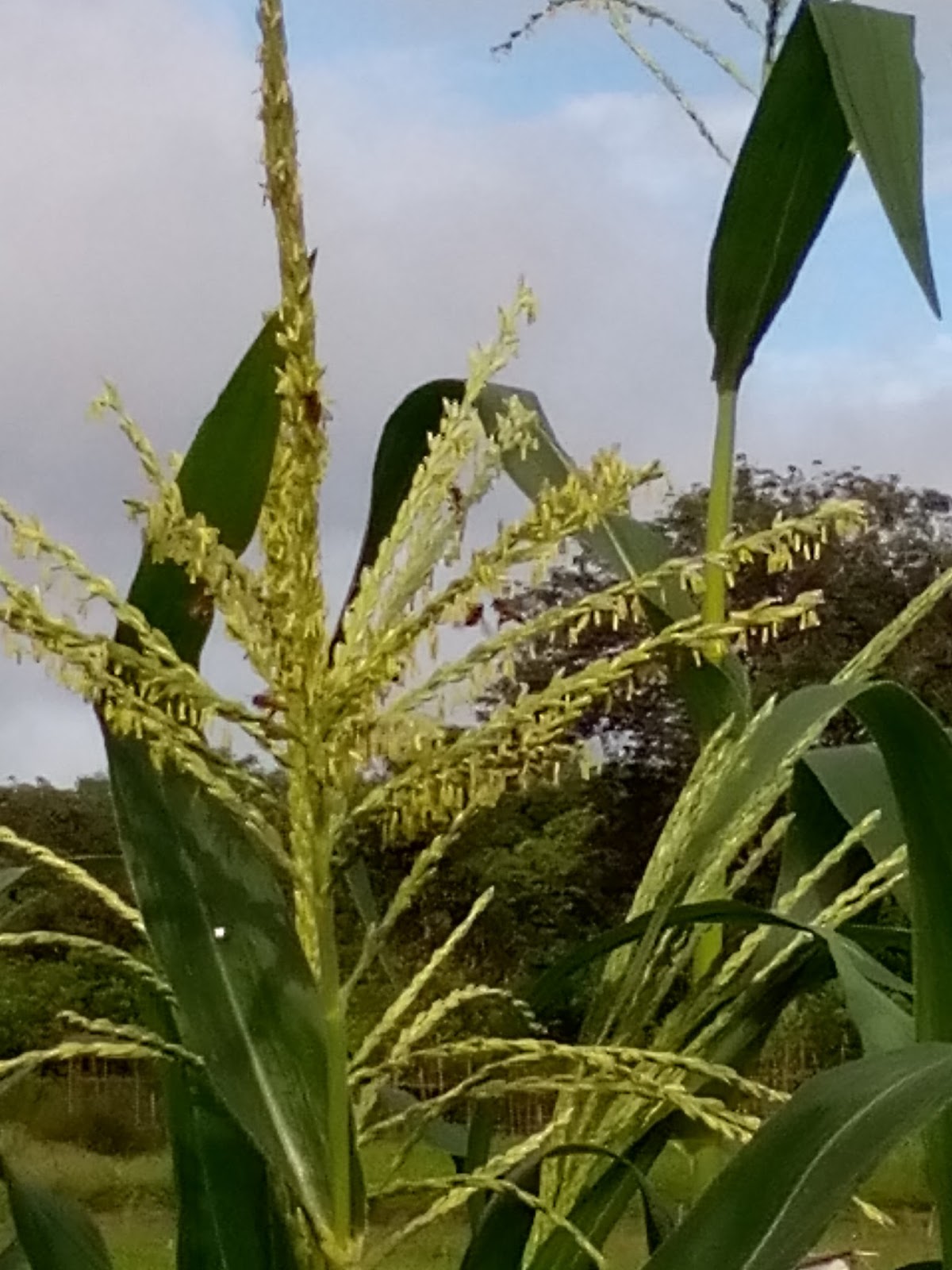 Penyerbukan Tanaman Jagung  Zea mays L Meyblog