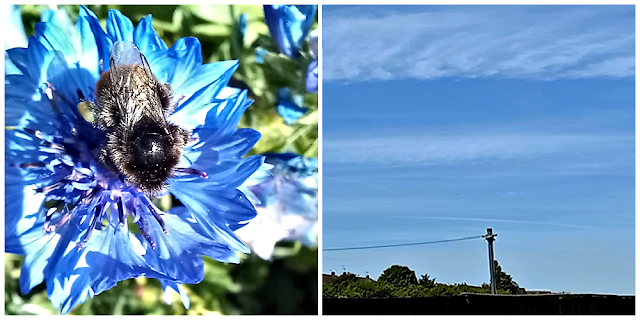 A bee on a flower and blue sky