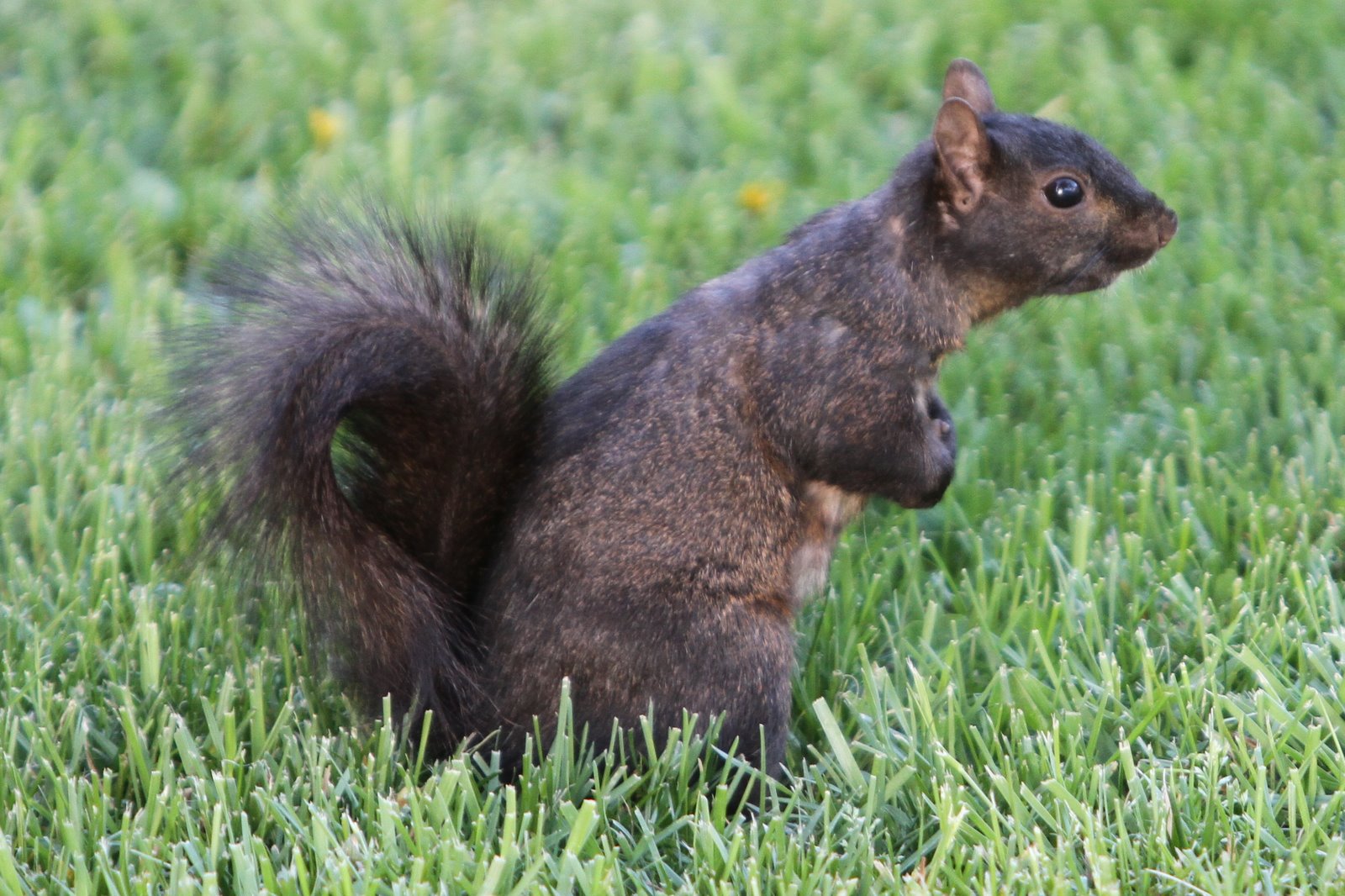 Ernie Not Bert: Little Black Squirrel