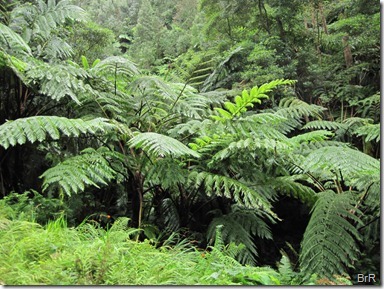 tropischer_Wald_mit_Farmbäumen