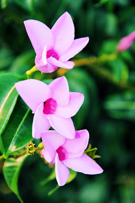 Imágenes gratis de flores, anturios, rosas, azalias, jaboneras, casas viejas y haciendas