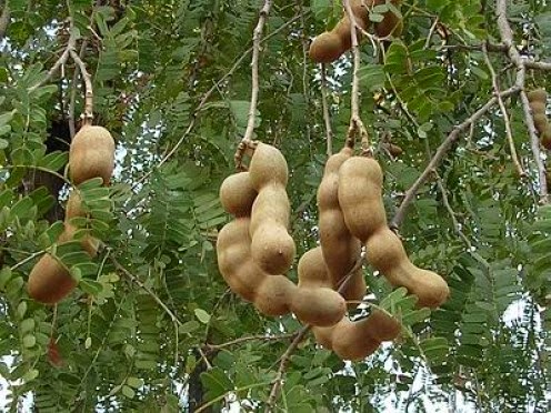 Buah Asam Jawa