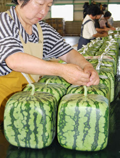 japanese square-shaped watermelon