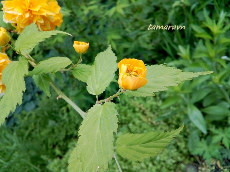 Kerria japonica 'Pleniflora'