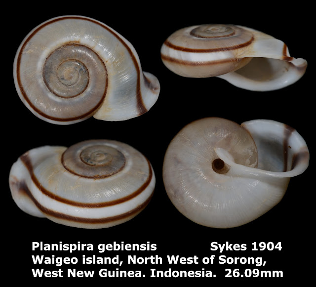 Planispira gebiensis 26.09mm