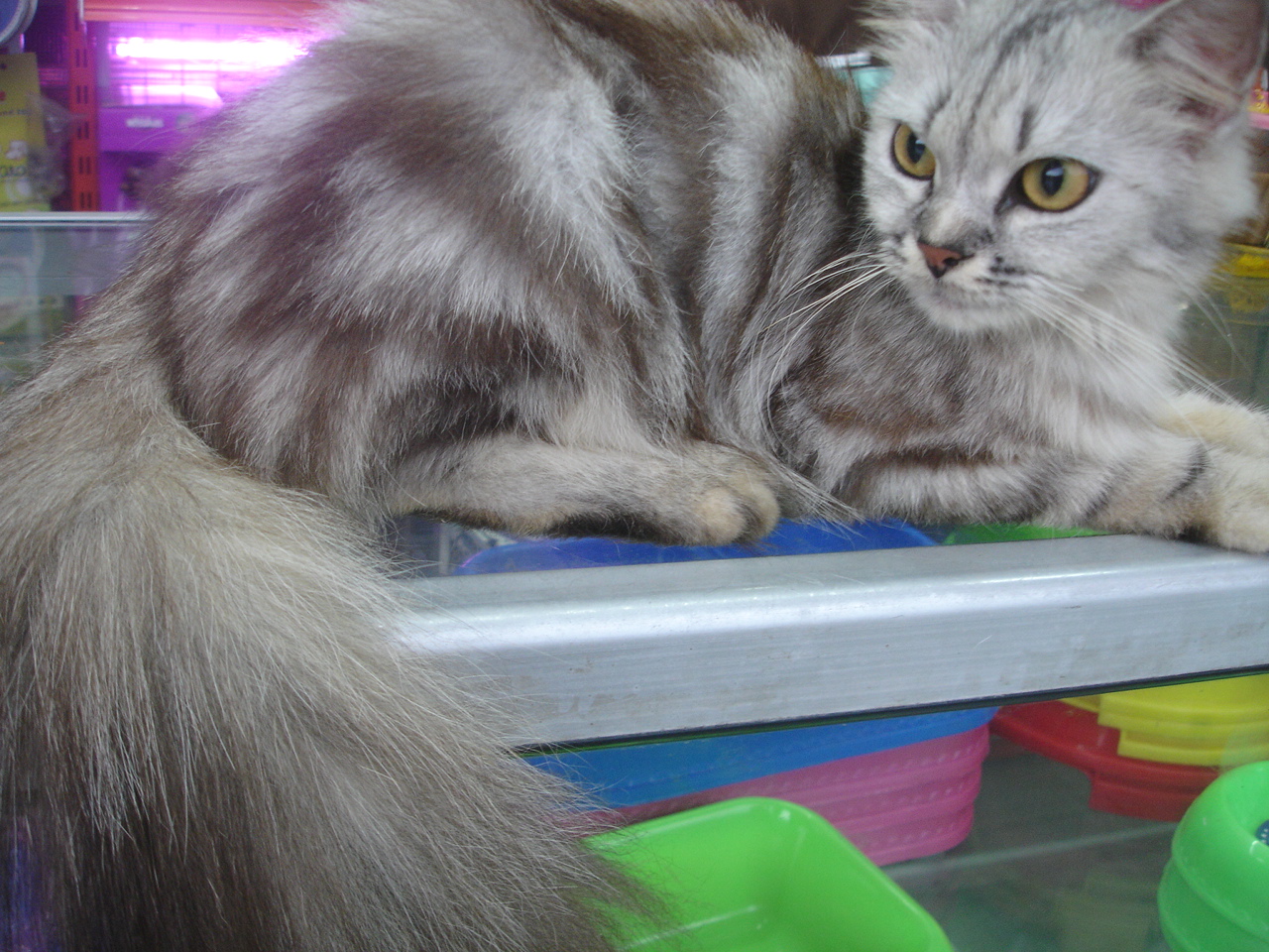 DI JUAL BETINA DEWASA MURAH SURABAYA Jual Beli Kucing Harmony
