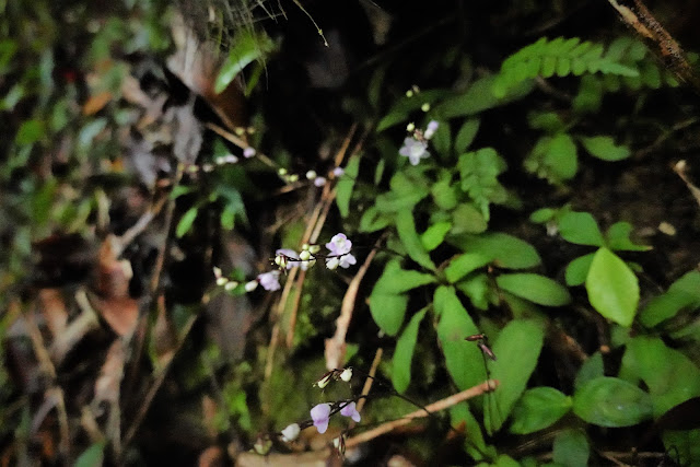 樹林下的哈哼花