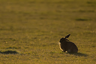 European Brown hare, Lepus europaeus,back lit by evening sun,Suffolk