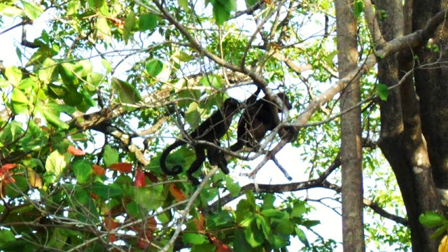 Monkeys in Tamarindo beach