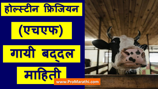HF Cow Information in Marathi