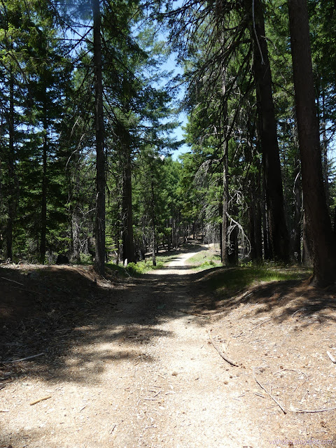 38: road between trees