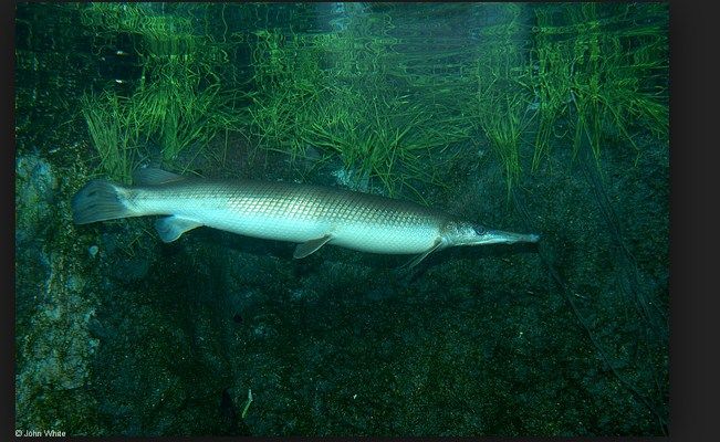 ikan aligator terbesar