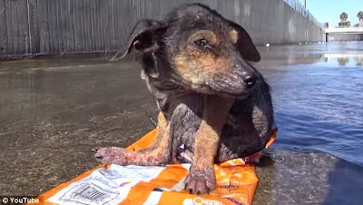  A brave little dog gets rescued from the river. His recovery will inspire you. Please share