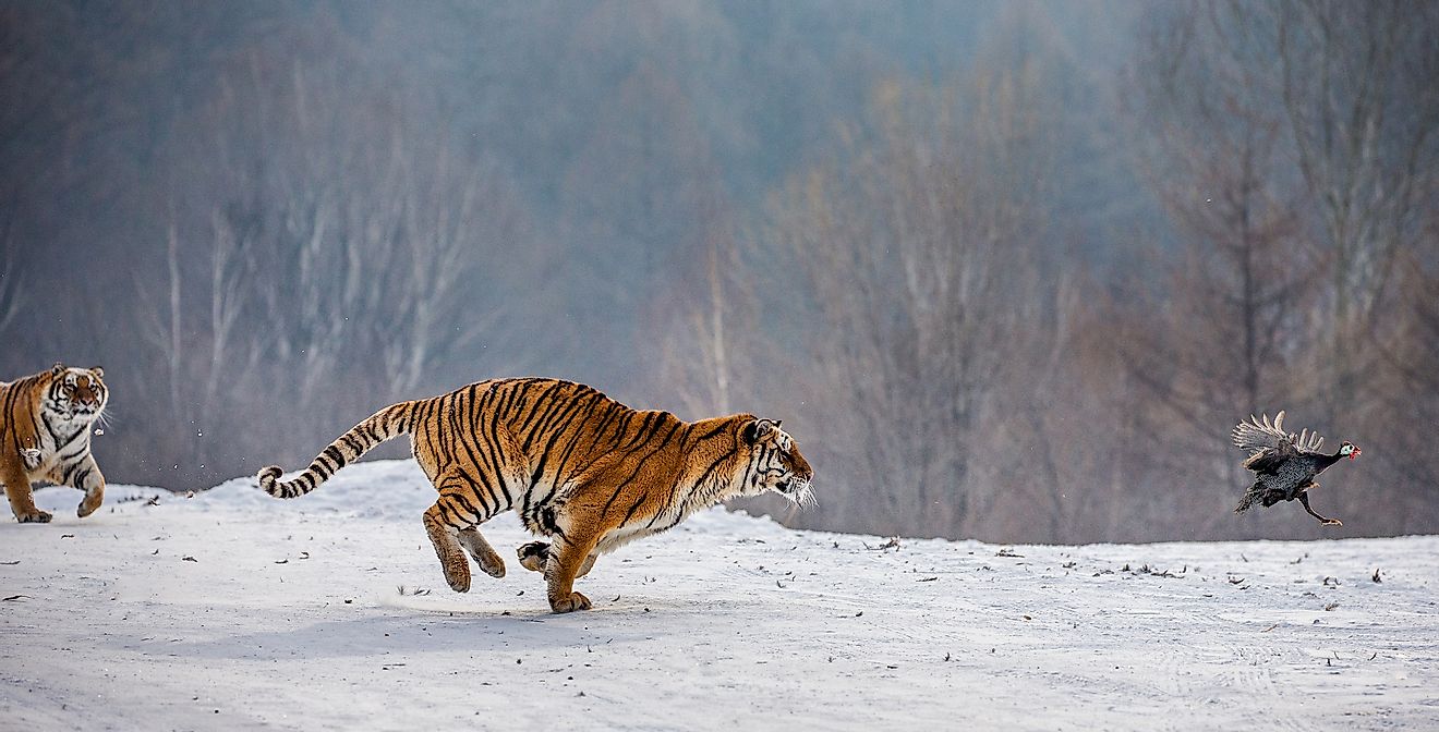 Siberian Tiger - Animals of Taiga