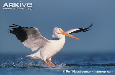 American white Pelican