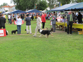 australian shepherd in Sintra 2013 dog show