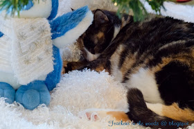 calico sleeping