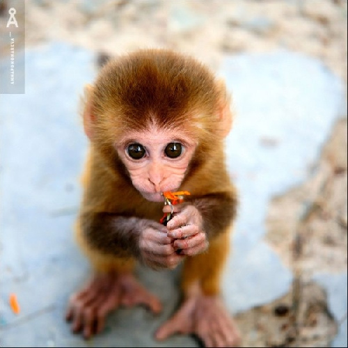 cute monkey