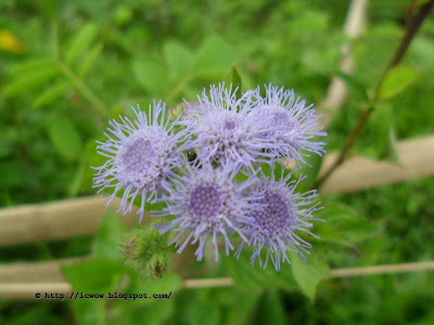 Blue mistflower - Conoclinium coelestinum