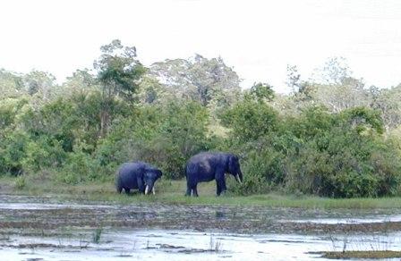 Taman Nasional Way Kambas taman nasional way kambas pdf taman nasional way kambas di taman nasional way kambas melindungi habitat asli hewan taman nasional way kambas termasuk kawasan taman nasional way kambas adalah salah satu suaka margasatwa yang melindungi taman nasional way kambas ditutup taman nasional way kambas dan manfaatnya taman nasional way kambas gajah taman nasional way kambas digunakan untuk pelestarian taman nasional way kambas adalah taman nasional way kambas berguna untuk melindungi apa artikel taman nasional way kambas lampung apa itu taman nasional way kambas alamat kantor balai taman nasional way kambas hewan yang ada di taman nasional way kambas asal usul taman nasional way kambas taman nasional way kambas berguna untuk melindungi taman nasional way kambas berguna untuk melindungi hewan balai taman nasional way kambas sejarah berdirinya taman nasional way kambas deskripsi bagian taman nasional way kambas backpacker ke taman nasional way kambas latar belakang taman nasional way kambas kepala balai taman nasional way kambas berita tentang taman nasional way kambas letak taman nasional bukit barisan dan way kambas cerita taman nasional way kambas cerpen taman nasional way kambas cerita tentang taman nasional way kambas cerpen tentang taman nasional way kambas cara ke taman nasional way kambas contoh teks taman nasional way kambas taman nasional way kambas di lampung taman nasional way kambas di lampung sumatra melindungi hewan taman nasional way kambas di lampung sumatra melindungi taman nasional way kambas di sumatera taman nasional way kambas diperuntukan untuk melindungi hewan taman nasional way kambas dan penjelasannya taman nasional way kambas ada di pulau taman nasional gajah way kambas di lampung taman nasional way kambas merupakan tempat rehabilitasi dan pelatihan deskripsi tentang taman nasional way kambas ekosistem taman nasional way kambas fungsi taman nasional way kambas foto taman nasional way kambas flora taman nasional way kambas fauna taman nasional way kambas fauna di taman nasional way kambas flora di taman nasional way kambas flora fauna taman nasional way kambas flora dan fauna taman nasional way kambas fauna yang dilindungi di taman nasional way kambas letak geografis taman nasional way kambas taman nasional way kambas melestarikan hewan hutan taman nasional way kambas hewan taman nasional way kambas harga tiket masuk taman nasional way kambas laporan hasil observasi taman nasional way kambas hasil observasi tentang taman nasional way kambas hasil observasi dari taman nasional way kambas laporan hasil observasi tentang taman nasional way kambas teks laporan hasil observasi tentang taman nasional way kambas taman nasional way kambas indonesia info taman nasional way kambas info tentang taman nasional way kambas informasi tentang taman nasional way kambas kegunaan taman nasional way kambas keunikan taman nasional way kambas kantor taman nasional way kambas keindahan taman nasional way kambas keunggulan taman nasional way kambas kontak taman nasional way kambas konservasi taman nasional way kambas keterangan taman nasional way kambas karakteristik taman nasional way kambas karangan tentang taman nasional way kambas keunggulan lokasi taman nasional way kambas manusia kerdil di taman nasional way kambas taman nasional way kambas lampung timur sejarah taman nasional way kambas lampung tiket masuk taman nasional way kambas lampung logo taman nasional way kambas laporan observasi taman nasional way kambas  taman nasional way kambas pdf taman nasional way kambas di taman nasional way kambas melindungi habitat asli hewan taman nasional way kambas termasuk kawasan taman nasional way kambas adalah salah satu suaka margasatwa yang melindungi taman nasional way kambas ditutup taman nasional way kambas dan manfaatnya taman nasional way kambas gajah taman nasional way kambas digunakan untuk pelestarian