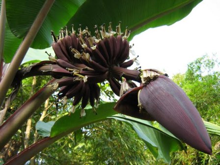 Pictures Of Flowers Used As Food