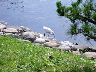 heron in hama-rikyu gardens