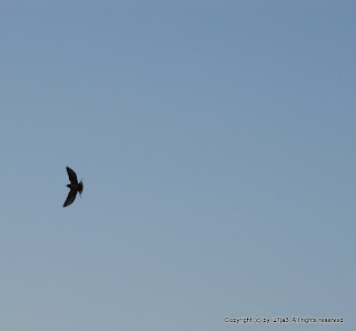 Barn Swallow II