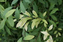 Foliage