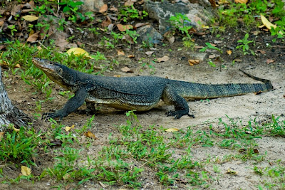 monitor comun acuatico Varanus salvator