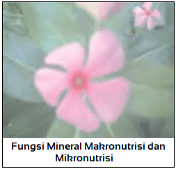 Fungsi Mineral Makronutrisi dan Mikronutrisi pada Tumbuhan