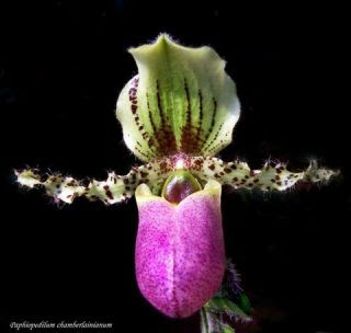 Paphiopedilum chamberlainianum Orchid, Anggrek Cantik, Tanaman Langka, Bunga Indah