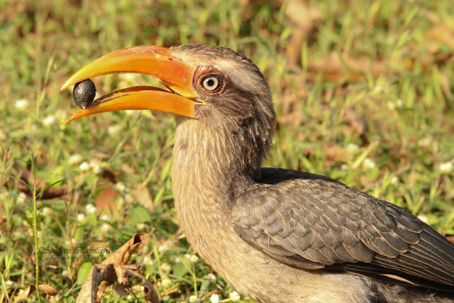 Malabar grey hornbill