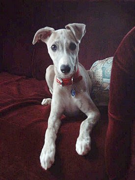 Whippet Puppies on The Playful Pup  October 2009