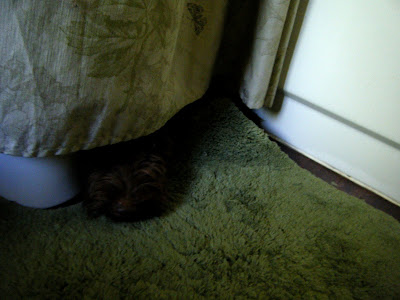 the shower curtain is bunched up next to the toilet and hides all of Alfie except for a tiny bit of snout resting on the green bath mat; his fur is dark brown, the same color as the floor