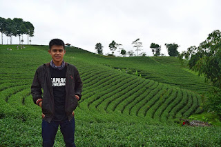 Kebun Teh Cikuya