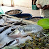 Se Espera Aumento en los Precios de Pescados y Mariscos en Misantla por Semana Santa