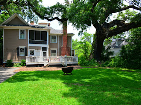 gorgeous live oak trees