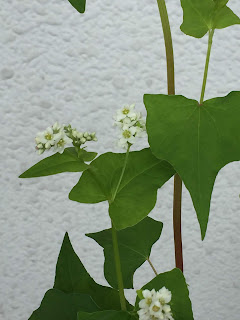 蕎麦の花